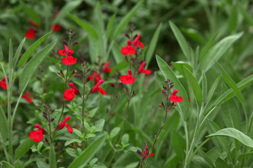 无人,家庭,横图,室外,特写,白天,正面,智慧,花海,花圃,美景,植物,叶子,阴影,朦胧,模糊,盛开,光线,纹理,影子,景观,绿叶,花蕾,花,花瓣,花朵,花卉,鲜花,红色,绿色,阳光,自然,花丛,花束,花田,花苞,花蕊,嫩叶,景色,鼠尾草,自然风光,肌理,理性,叶,叶片,叶脉,彩图,红花鼠尾草