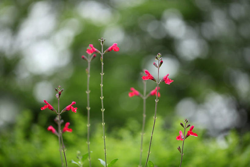 无人,家庭,横图,室外,特写,白天,正面,智慧,花海,花圃,美景,植物,叶子,阴影,朦胧,模糊,盛开,光线,纹理,影子,景观,绿叶,花蕾,花,花瓣,花朵,花卉,鲜花,树,树木,红色,绿色,阳光,自然,花丛,花束,花田,花苞,花蕊,嫩叶,景色,生长,成长,鼠尾草,自然风光,肌理,理性,叶,叶片,叶脉,彩图,红花鼠尾草