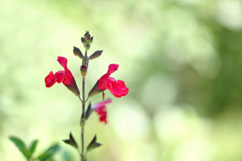 无人,家庭,横图,室外,特写,白天,正面,智慧,美景,植物,阴影,朦胧,模糊,盛开,光线,影子,景观,花蕾,花,花瓣,花朵,鲜花,树,树木,两朵,红色,绿色,阳光,自然,花苞,花蕊,景色,生长,成长,鼠尾草,自然风光,理性,彩图,红花鼠尾草