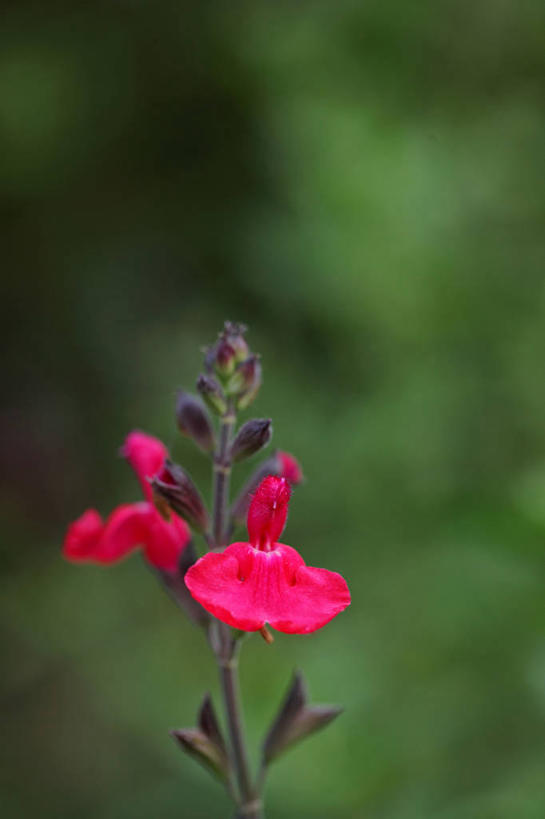无人,家庭,竖图,室外,特写,白天,正面,智慧,美景,植物,阴影,朦胧,模糊,盛开,光线,影子,景观,花蕾,花,花瓣,花朵,鲜花,树,树木,两朵,红色,绿色,阳光,自然,花苞,花蕊,景色,生长,成长,鼠尾草,自然风光,理性,彩图,红花鼠尾草