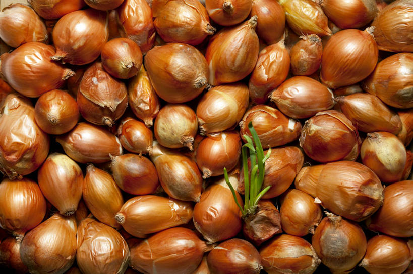 无人,横图,室外,特写,白天,正面,蔬菜,洋葱,一堆,许多,阴影,堆叠,堆积,丰富,丰收,新鲜,光线,影子,食品,褐色,很多,丰盛,食物,阳光,有机食品,绿色食品,收获,堆,玉葱,丰登,丰硕,荷兰葱,圆葱,洋葱头,球葱,葱头,彩图