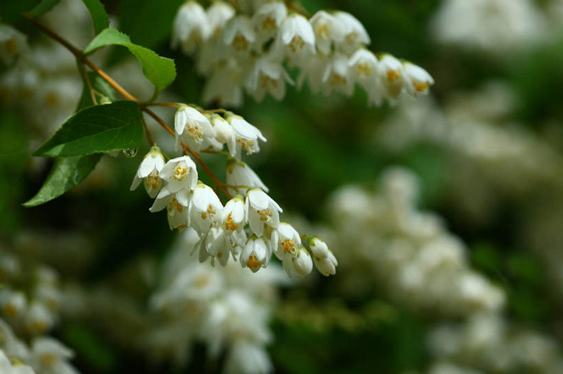 无人,横图,室外,特写,白天,正面,骄傲,美景,植物,八仙花,叶子,阴影,朦胧,模糊,盛开,光线,影子,景观,绿叶,枝条,花蕾,花,花瓣,花朵,鲜花,树,树木,树枝,绿色,阳光,自然,花苞,花蕊,绣球花,嫩叶,景色,生长,成长,紫阳花,洋绣球,自然风光,草绣球,斗球,七变化,粉团花,善变,虬枝,枝杈,叶,叶片,彩图,日本绣球,齿叶溲疏