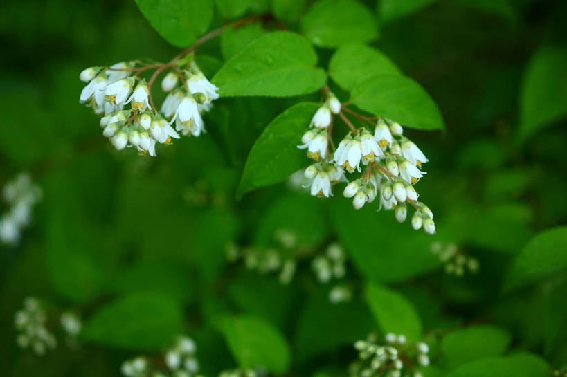 无人,横图,室外,特写,白天,正面,骄傲,美景,植物,八仙花,叶子,阴影,朦胧,模糊,盛开,光线,影子,景观,绿叶,枝条,花蕾,花,花瓣,花朵,鲜花,树,树木,树枝,绿色,阳光,自然,花苞,花蕊,绣球花,嫩叶,景色,生长,成长,紫阳花,洋绣球,自然风光,草绣球,斗球,七变化,粉团花,善变,虬枝,枝杈,叶,叶片,彩图,日本绣球,齿叶溲疏