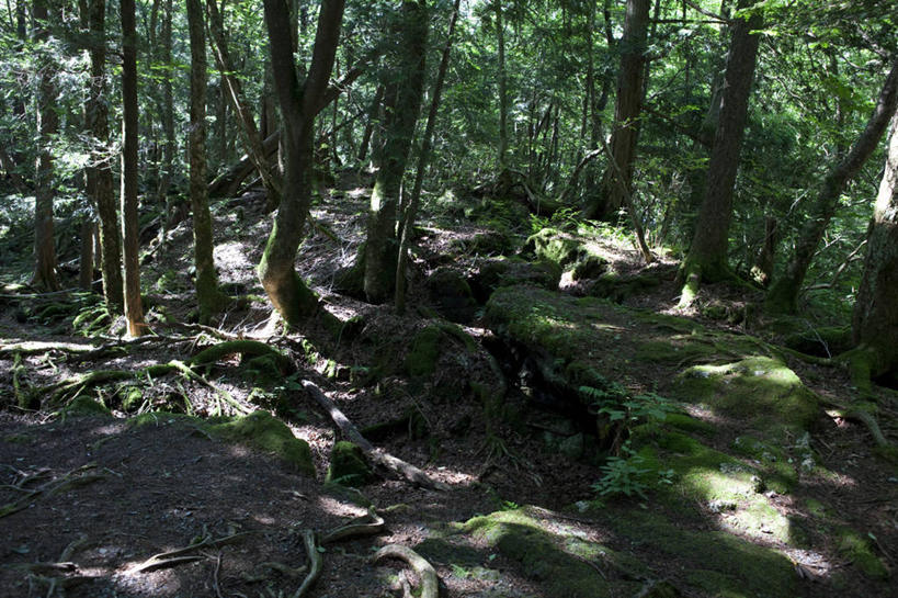 无人,横图,俯视,室外,白天,旅游,度假,美景,树林,植物,富士山,静冈县,日本,亚洲,阴影,光线,影子,景观,娱乐,树,树木,绿色,阳光,自然,享受,休闲,景色,放松,生长,成长,自然风光,东亚,本州,本州岛,日本国,中部地方,静冈,彩图,高角度拍摄