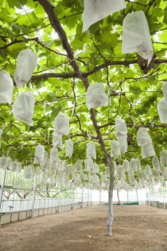 无人,果园,竖图,室内,白天,仰视,旅游,度假,美景,田园,葡萄,袋子,水果,静冈县,日本,亚洲,吊挂,悬挂,新鲜,景观,生食,食品,果实,挂,温室,麻袋,娱乐,葡萄园,食物,自然,容器,庄园,享受,休闲,景色,放松,有机食品,绿色食品,设施,储藏,暖房,防寒,储存,加温,自然风光,透光,保温,东亚,本州,本州岛,日本国,中部地方,静冈,山葫芦,蒲桃,草龙珠,彩图,低角度拍摄,贮存