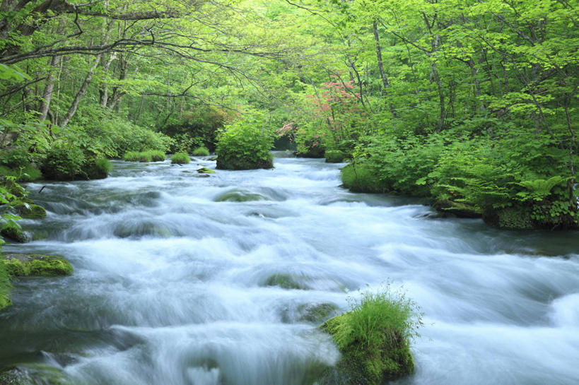 无人,横图,室外,白天,正面,旅游,度假,河流,石头,美景,树林,水,植物,日本,亚洲,阴影,朦胧,模糊,光线,石子,影子,河水,景观,水流,娱乐,树,树木,绿色,阳光,自然,享受,休闲,景色,放松,生长,成长,自然风光,东亚,本州,本州岛,日本国,青森,青森县,东北地方,奥入濑町,奥入濑溪流,石块,彩图,上北郡