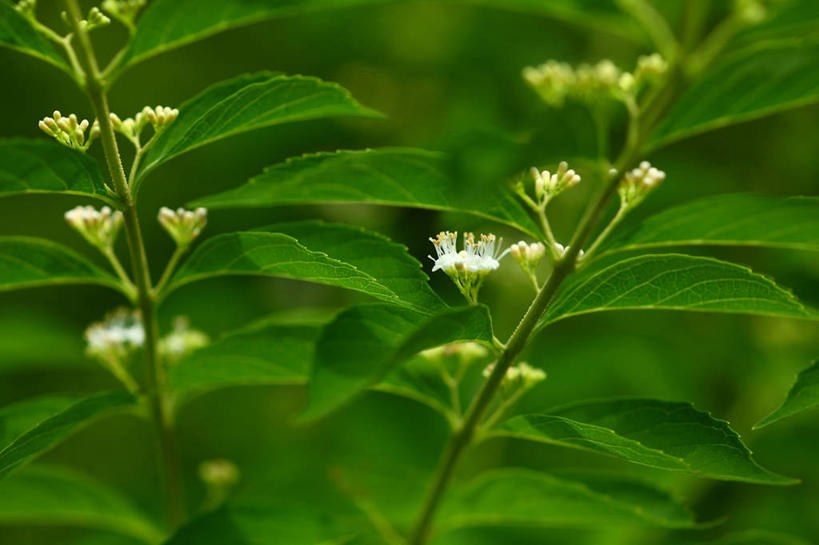 无人,横图,室外,特写,白天,正面,美景,东京,日本,亚洲,许多,阴影,朦胧,模糊,盛开,光线,影子,景观,花蕾,花,花瓣,花朵,鲜花,白色,阳光,自然,花苞,花蕊,景色,千代田区,自然风光,东亚,本州,关东地方,本州岛,日本国,东京都,白棠子树,紫珠,彩图