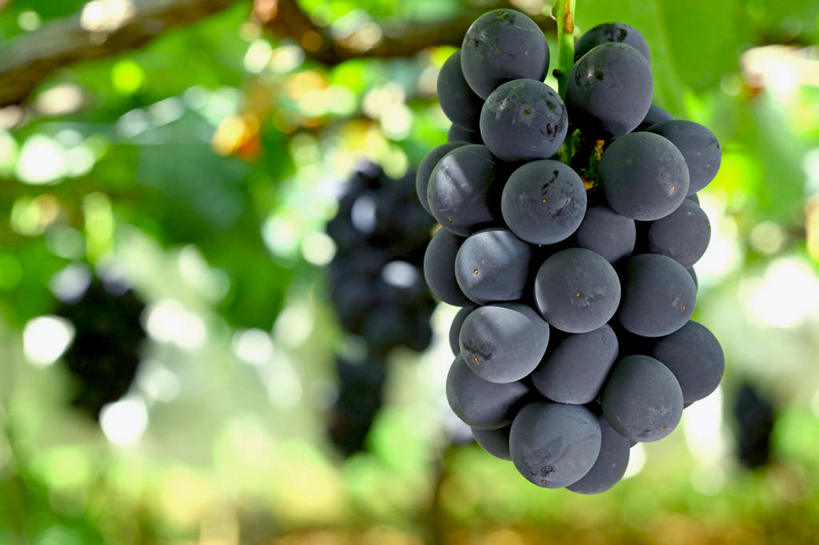 无人,横图,室外,特写,白天,仰视,葡萄,水果,叶子,许多,阴影,朦胧,模糊,新鲜,光线,影子,生食,食品,果实,绿叶,很多,架子,食物,黑色,阳光,嫩叶,有机食品,绿色食品,支撑,固定,葡萄架,叶,叶片,山葫芦,蒲桃,草龙珠,彩图,低角度拍摄