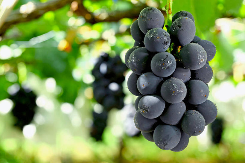 无人,横图,室外,特写,白天,仰视,葡萄,水果,叶子,许多,阴影,朦胧,模糊,新鲜,光线,影子,生食,食品,果实,绿叶,很多,架子,食物,黑色,阳光,嫩叶,有机食品,绿色食品,支撑,固定,葡萄架,叶,叶片,山葫芦,蒲桃,草龙珠,彩图,低角度拍摄