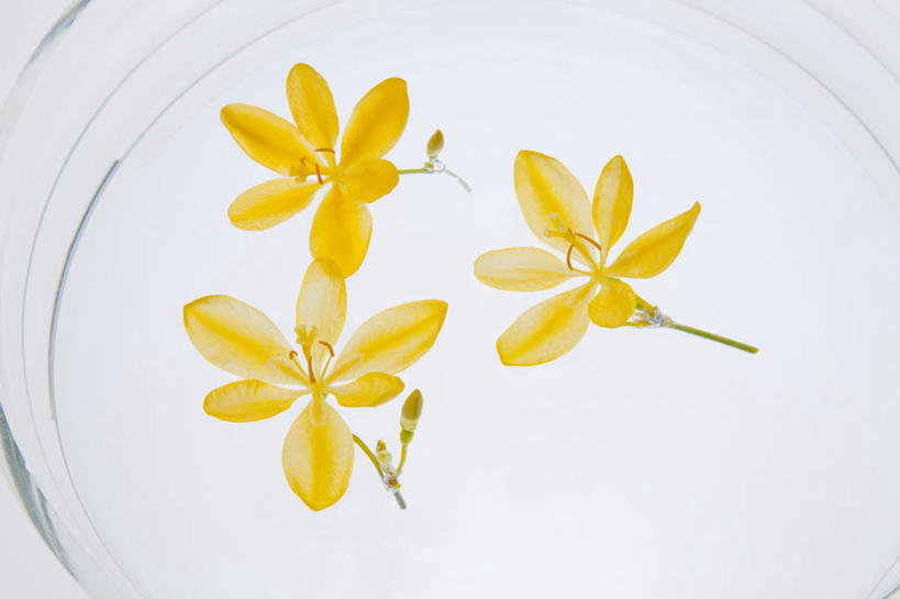 无人,横图,俯视,室内,特写,白天,白色背景,百合花,三朵,盛开,陶瓷,陶瓷制品,花蕾,水盆,花,花瓣,花朵,鲜花,一个,黄色,容器,花苞,花蕊,摄影,影棚,单个,储藏,储存,强瞿,百合蒜,倒仙,番韭,山丹,彩图,高角度拍摄,影棚拍摄,拍摄,贮存