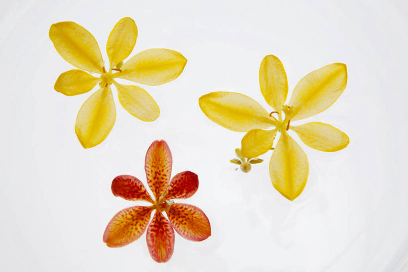 无人,横图,俯视,室内,特写,白天,白色背景,百合花,三朵,盛开,陶瓷,陶瓷制品,花蕾,水盆,花,花瓣,花朵,鲜花,一个,黄色,容器,花苞,花蕊,摄影,影棚,单个,储藏,储存,强瞿,百合蒜,倒仙,番韭,山丹,彩图,高角度拍摄,影棚拍摄,拍摄,贮存