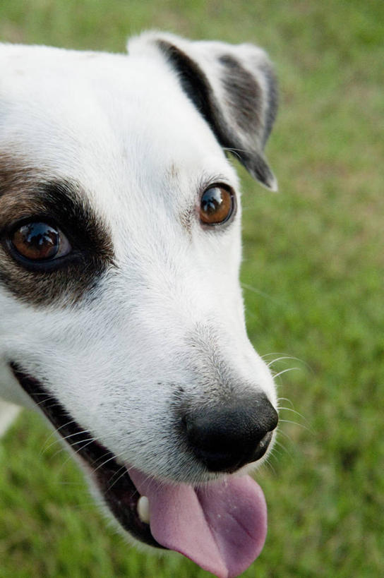 头,无人,竖图,室外,特写,白天,正面,草地,草坪,植物,宠物,狗,杰克罗素梗,注视,吐舌头,草,一只,绿色,白色,动物,观察,看,伸舌头,张嘴,吐舌,可爱,观看,察看,关注,张大嘴巴,忠诚,帕尔森罗塞尔梗,杰克拉西尔梗,杰克.拉瑟梗,头部,张开嘴,犬,半身,彩图