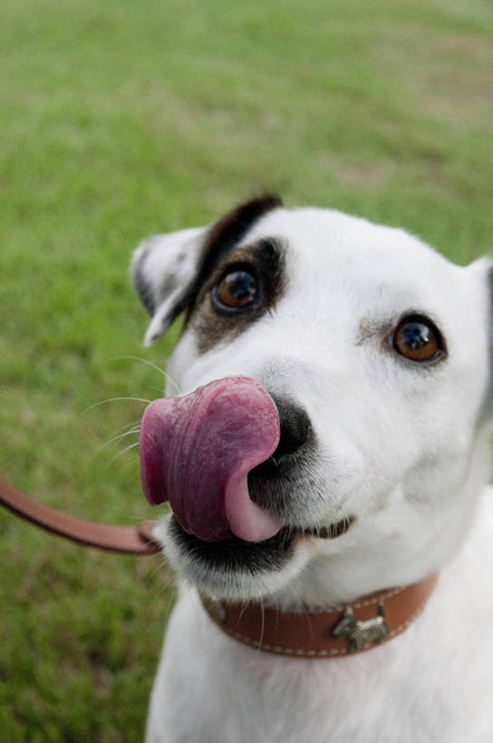 头,无人,竖图,室外,特写,白天,正面,草地,草坪,植物,宠物,狗,杰克罗素梗,注视,吐舌头,草,一只,绿色,白色,动物,观察,看,伸舌头,张嘴,吐舌,可爱,观看,察看,关注,张大嘴巴,忠诚,帕尔森罗塞尔梗,杰克拉西尔梗,杰克.拉瑟梗,头部,张开嘴,犬,半身,彩图