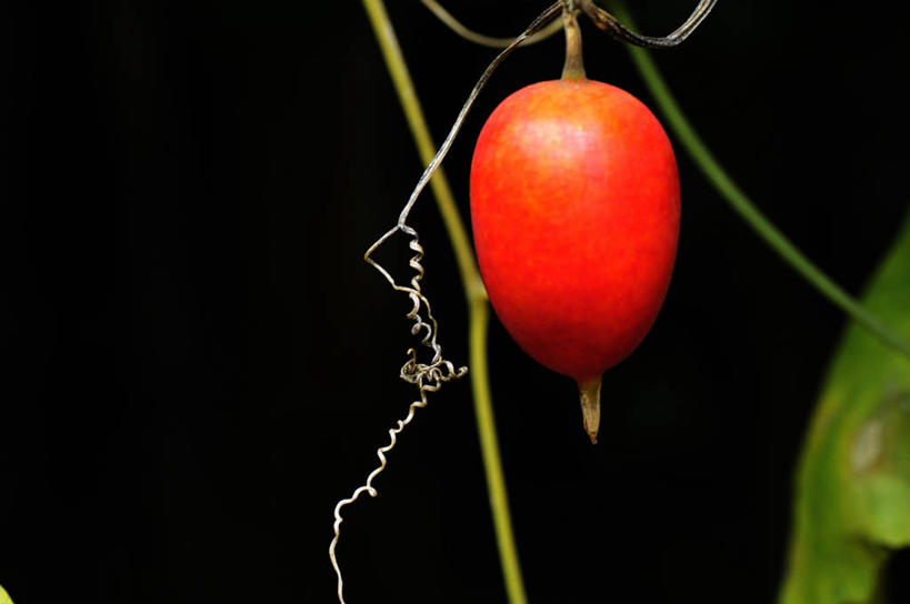 无人,横图,室外,特写,白天,正面,美景,植物,蔬菜,阴影,新鲜,光线,影子,景观,食品,草药,药草,中药,食物,一个,红色,阳光,自然,景色,有机食品,绿色食品,单个,自然风光,药材,中草药,中药材,本草,彩图,栝楼,地楼,果裸,瓜蒌