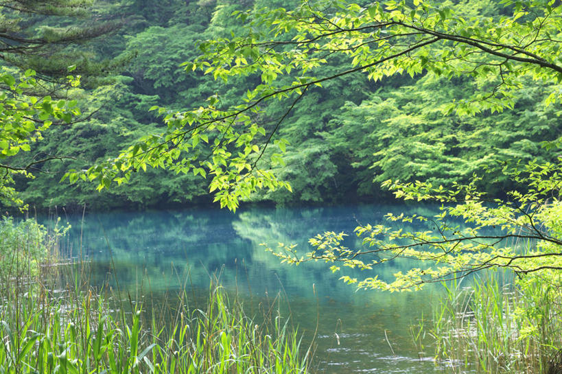 无人,横图,室外,白天,正面,旅游,度假,草地,草坪,美景,树林,植物,日本,亚洲,池塘,景观,水池,娱乐,草,树,树木,绿色,自然,享受,休闲,景色,放松,生长,成长,自然风光,东亚,本州,本州岛,日本国,东北地方,福岛,福岛县,彩图