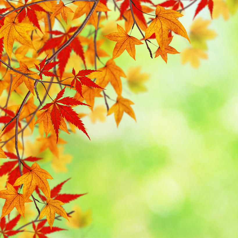 无人,方图,室外,特写,白天,正面,秋季,植物,叶子,绿色背景,朦胧,模糊,枫叶,枯叶,落叶,枝条,树,树木,树枝,黄色,红色,摄影,影棚,枫树叶,虬枝,枝杈,叶,叶片,秋,秋天,彩图,影棚拍摄,拍摄