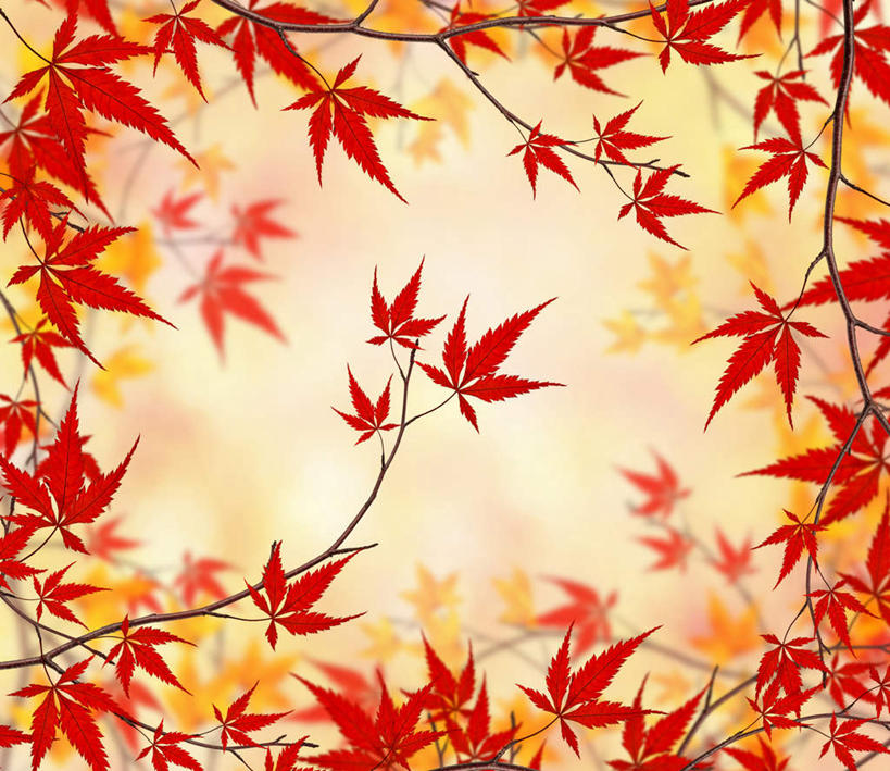 无人,方图,室外,特写,白天,正面,旅游,度假,美景,秋季,植物,叶子,朦胧,模糊,景观,枫叶,枯叶,落叶,枝条,娱乐,树,树木,树枝,黄色,红色,自然,享受,休闲,景色,放松,枫树叶,自然风光,虬枝,枝杈,叶,叶片,秋,秋天,彩图