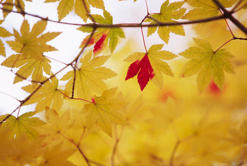 无人,横图,室外,特写,白天,正面,旅游,度假,美景,植物,叶子,朦胧,模糊,景观,枫叶,枯叶,落叶,枝条,娱乐,树,树木,树枝,黄色,红色,自然,享受,休闲,景色,放松,枫树叶,自然风光,虬枝,枝杈,叶,叶片,彩图