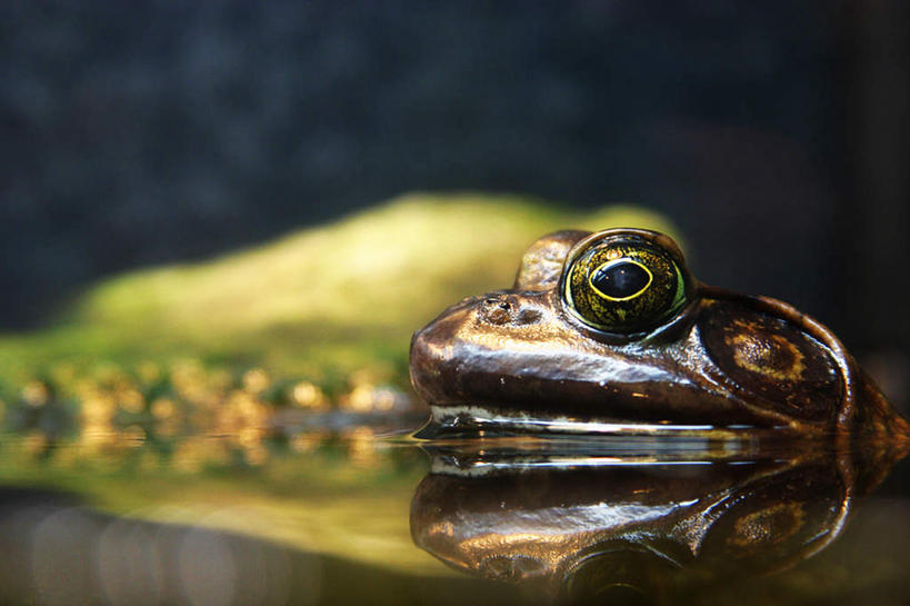 脸,头,脸颊,无人,横图,室内,特写,白天,正面,青蛙,野生动物,池塘,水池,注视,一只,动物,观察,看,趴着,可爱,活泼,观看,察看,关注,头部,脸部,脸蛋,面部,趴,半身,彩图