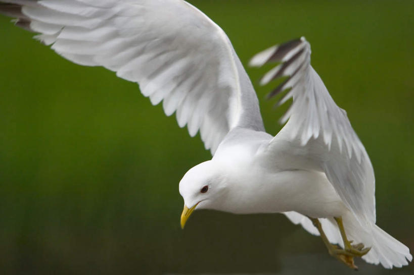 脸,头,脸颊,无人,横图,室外,特写,白天,正面,海鸟,海鸥,鸟,伸展,张开,展翅,朦胧,模糊,翅膀,鸟类,飞,一只,白色,张开翅膀,展开翅膀,头部,脸部,脸蛋,面部,彩图,全身