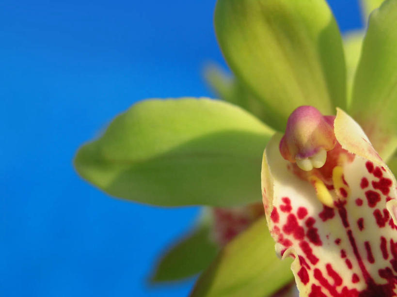 无人,横图,室外,特写,白天,正面,叶子,蓝色背景,盛开,绿叶,花蕾,花,花瓣,花朵,鲜花,一朵,蓝色,蓝天,天空,天,花苞,花蕊,嫩叶,摄影,影棚,高雅,淡泊,花中君子,兰花,叶,叶片,彩图,影棚拍摄,拍摄