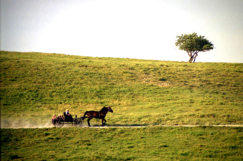 无人,跑,横图,室外,白天,正面,锻炼,旅游,度假,运动,草地,草坪,美景,山,山脉,树林,植物,马,野生动物,阴影,光线,影子,景观,山峰,云,云朵,山峦,云彩,娱乐,草,树,树木,一只,蓝色,绿色,白云,蓝天,天空,阳光,自然,动物,群山,天,享受,休闲,景色,放松,运输,牲畜,生长,成长,自然风光,体育,跑步,彩图,健身