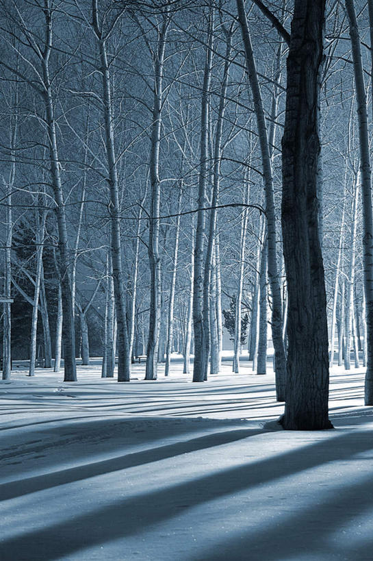 无人,竖图,室外,白天,正面,旅游,度假,美景,树林,雪,植物,大雪,阴影,光线,影子,积雪,景观,雪景,冬季,冬天,娱乐,树,树木,蓝色,绿色,蓝天,天空,阳光,自然,天,享受,休闲,景色,放松,寒冷,生长,成长,自然风光,严寒,彩图