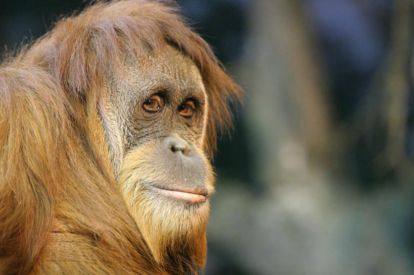 脸,头,脸颊,无人,横图,室外,特写,白天,侧面,旅游,度假,美景,野生动物,猩猩,朦胧,模糊,景观,棕色,注视,娱乐,一只,自然,动物,观察,看,享受,休闲,景色,放松,活泼,观看,悲伤,察看,伤心,关注,自然风光,苏门答腊猩猩,哀痛,悲戚,悲痛,头部,脸部,脸蛋,面部,半身,彩图