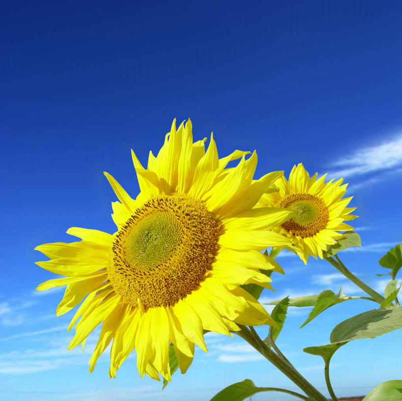 无人,横图,室外,白天,正面,爱情,旅游,度假,幸福,美景,太阳,向日葵,叶子,阴影,盛开,光线,影子,景观,云,云朵,绿叶,花蕾,云彩,娱乐,花,花瓣,花朵,鲜花,两朵,蓝色,白云,蓝天,天空,阳光,自然,天,花苞,花蕊,享受,休闲,嫩叶,景色,放松,自然风光,光辉,沉默,忠诚,勇敢,投缘,爱慕,高傲,朝阳花,葵花,望日莲,向阳花,转日莲,叶,叶片,彩图