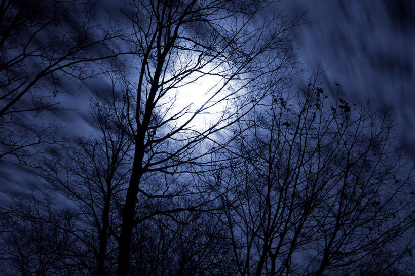 无人,横图,室外,夜晚,仰视,旅游,度假,美景,树林,植物,雾,朦胧,模糊,景观,月亮,月光,娱乐,树,树木,蓝色,绿色,蓝天,天空,自然,天,享受,休闲,景色,放松,生长,成长,明亮,迷雾,自然风光,皎洁,大雾,彩图,低角度拍摄