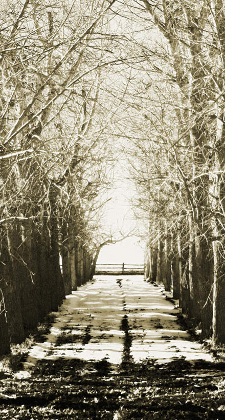 无人,竖图,室外,白天,正面,旅游,度假,美景,树林,雪,植物,大雪,道路,路,阴影,光线,影子,积雪,景观,雪景,冬季,冬天,小路,交通,娱乐,树,树木,蓝色,绿色,蓝天,天空,阳光,自然,天,享受,休闲,景色,放松,寒冷,生长,成长,自然风光,严寒,彩图