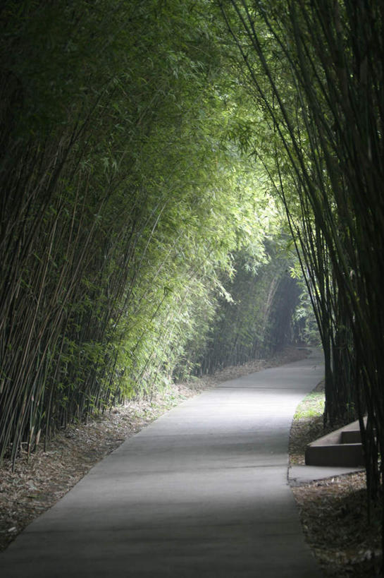 无人,竖图,室外,白天,正面,旅游,度假,美景,树林,植物,道路,路,中国,亚洲,阴影,光线,影子,景观,小路,交通,娱乐,树,树木,绿色,阳光,自然,享受,休闲,景色,放松,生长,成长,自然风光,东亚,中华人民共和国,彩图