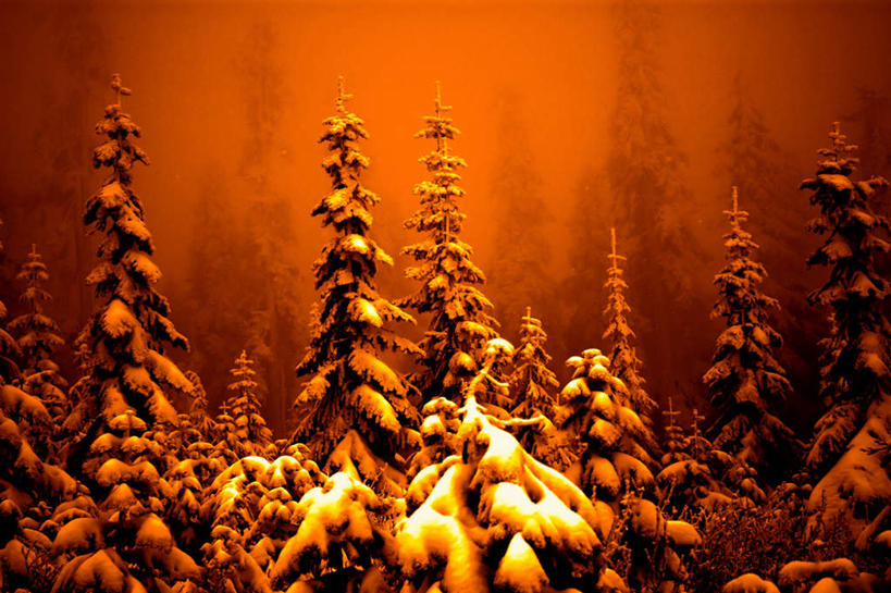 无人,横图,室外,白天,正面,旅游,度假,美景,树林,雪,植物,大雪,节日,庆祝,积雪,景观,雪景,冬季,冬天,文化,娱乐,树,树木,绿色,自然,庆典,享受,休闲,万圣节,景色,放松,寒冷,生长,成长,纪念,自然风光,严寒,彩图