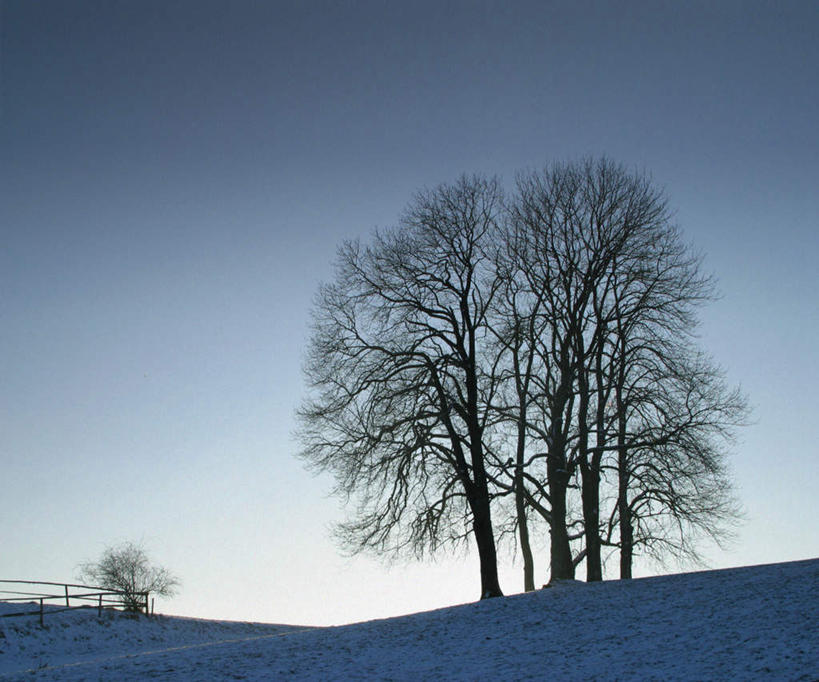 无人,横图,室外,白天,正面,旅游,度假,美景,雪,植物,大雪,积雪,景观,雪景,冬季,冬天,娱乐,树,树木,蓝色,绿色,蓝天,天空,自然,天,享受,休闲,景色,放松,寒冷,生长,晴朗,成长,自然风光,万里无云,严寒,晴空,晴空万里,彩图