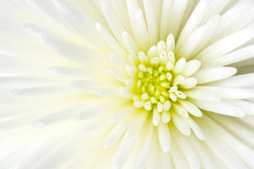 无人,横图,俯视,室内,特写,白天,白色背景,快乐,幸福,植物,静物,盛开,玛格丽特,雏菊,花,花瓣,花朵,花卉,鲜花,一朵,白色,花蕊,菊花,活力,摄影,影棚,希望,坚强,和平,离别,延命菊,幸福花,春菊,马兰头花,暗恋,纯情,单恋,天真,彩图,高角度拍摄,影棚拍摄,愉快,拍摄