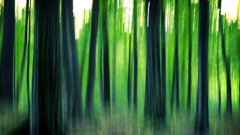 无人,横图,室外,白天,正面,旅游,度假,美景,森林,树林,植物,朦胧,模糊,景观,娱乐,树,树木,绿色,自然,享受,休闲,景色,放松,生长,成长,自然风光,彩图