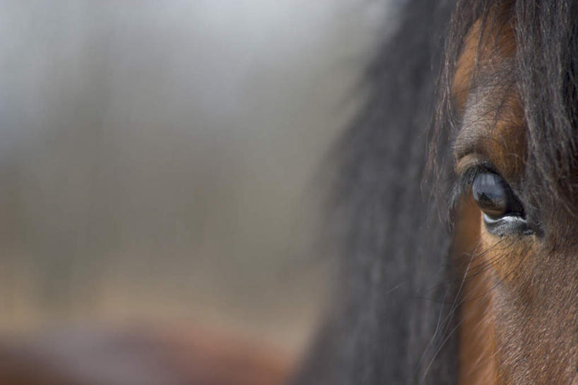 眼睛,眉毛,睫毛,无人,横图,室外,特写,白天,正面,旅游,度假,美景,马,野生动物,瞳孔,朦胧,模糊,景观,娱乐,一匹,自然,动物,享受,休闲,景色,放松,运输,眼部,牲畜,自然风光,睫,眉,眼,眼睫毛,眼眉,彩图,眼眉毛