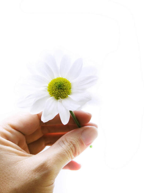 西方人,手,一个人,竖图,室内,特写,白天,白色背景,正面,快乐,幸福,植物,欧洲,欧洲人,仅一个年轻女性,仅一个女性,仅一个人,盛开,玛格丽特,雏菊,花,花瓣,花朵,花卉,鲜花,一朵,白色,花蕊,手部,菊花,活力,摄影,影棚,希望,单手,坚强,和平,离别,延命菊,幸福花,春菊,马兰头花,暗恋,纯情,单恋,天真,年轻女性,女人,女性,白种人,半身,彩图,影棚拍摄,愉快,拍摄