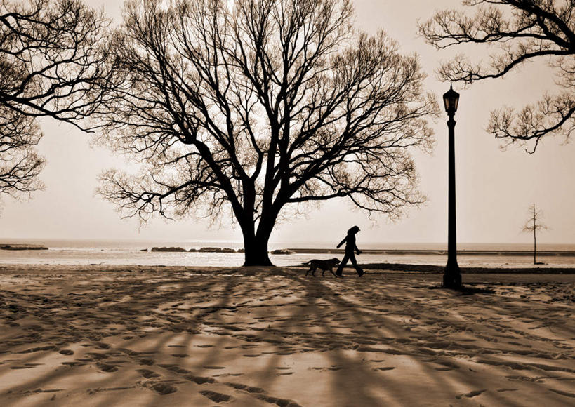 西方人,一个人,横图,室外,白天,正面,植物,道路,路,路灯,公路,宠物,狗,照明,欧洲,欧洲人,仅一个年轻女性,仅一个女性,仅一个人,阴影,光线,影子,灯光,交通,灯,树,树木,绿色,阳光,自然,动物,可爱,生长,成长,照亮,照明设备,忠诚,年轻女性,女人,女性,白种人,马路,犬,彩图,全身