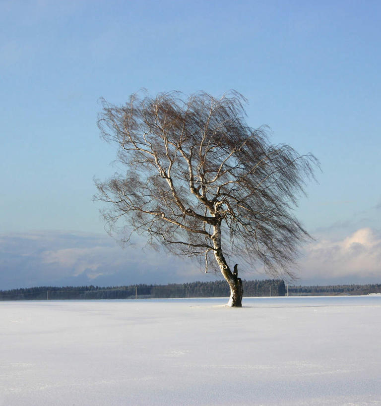 无人,竖图,室外,白天,正面,旅游,度假,美景,雪,植物,大雪,奥地利,欧洲,一棵,积雪,景观,雪景,冬季,冬天,娱乐,树,树木,绿色,自然,享受,休闲,景色,放松,寒冷,生长,成长,自然风光,中欧,严寒,奥地利共和国,孤苦,伶仃,孤单,孤独,彩图