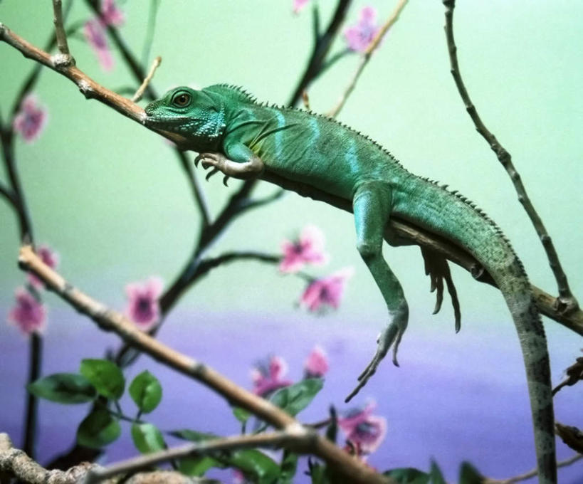 横图,室内,白天,正面,旅游,度假,美景,植物,野生动物,蜥蜴,一条,景观,枝条,娱乐,树,树木,树枝,自然,动物,趴着,享受,休闲,景色,放松,自然风光,石龙子,泉龙,猪婆蛇,四脚蛇,蜴,虬枝,枝杈,趴,半身,彩图