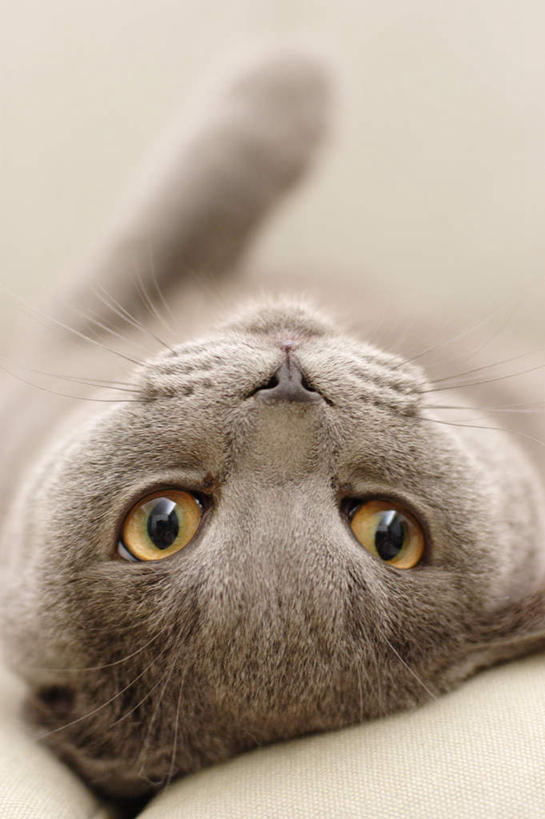 脸,头,眼睛,脸颊,眉毛,睫毛,无人,躺,竖图,室内,特写,白天,正面,宠物,猫,瞳孔,注视,一只,动物,观察,看,可爱,眼部,观看,察看,关注,猫咪,头部,睫,脸部,脸蛋,眉,面部,眼,眼睫毛,眼眉,躺着,半身,彩图,眼眉毛