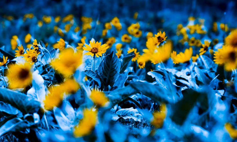 无人,横图,俯视,室外,白天,旅游,度假,快乐,幸福,花海,花圃,美景,植物,叶子,朦胧,模糊,盛开,透明,景观,玛格丽特,辉煌,花蕾,娱乐,雏菊,花,花瓣,花朵,花卉,鲜花,黄色,绿色,自然,花丛,花束,花田,花苞,花蕊,享受,休闲,健康,菊花,景色,放松,活力,活泼,希望,暖色,坚强,自然风光,和平,光辉,离别,延命菊,幸福花,春菊,马兰头花,暗恋,纯情,单恋,光明,功名,轻快,天真,彩图,高角度拍摄,愉快