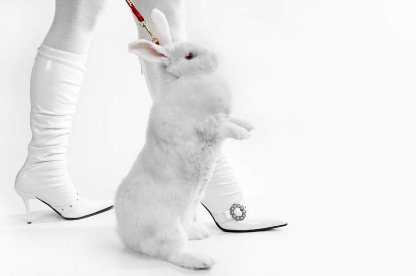 西方人,一个人,站,走,横图,室内,白天,白色背景,侧面,高跟鞋,哺乳动物,鞋子,欧洲,欧洲人,仅一个年轻女性,仅一个女性,仅一个人,兔子,注视,靴子,动物,观察,看,站着,摄影,影棚,观看,兔,察看,关注,年轻女性,女人,女性,白种人,步行,散步,站立,走路,半身,彩图,影棚拍摄,拍摄