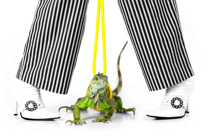 西方人,一个人,站,横图,室内,白天,白色背景,正面,高跟鞋,宠物,野生动物,蜥蜴,鞋子,欧洲,欧洲人,仅一个年轻女性,仅一个女性,仅一个人,一条,条纹,裤子,鬣蜥,注视,一只,黄色,白色,黑色,动物,观察,看,站着,摄影,影棚,观看,察看,关注,绿鬣蜥,石龙子,泉龙,猪婆蛇,四脚蛇,蜴,年轻女性,女人,女性,白种人,项圈,站立,半身,彩图,影棚拍摄,拍摄