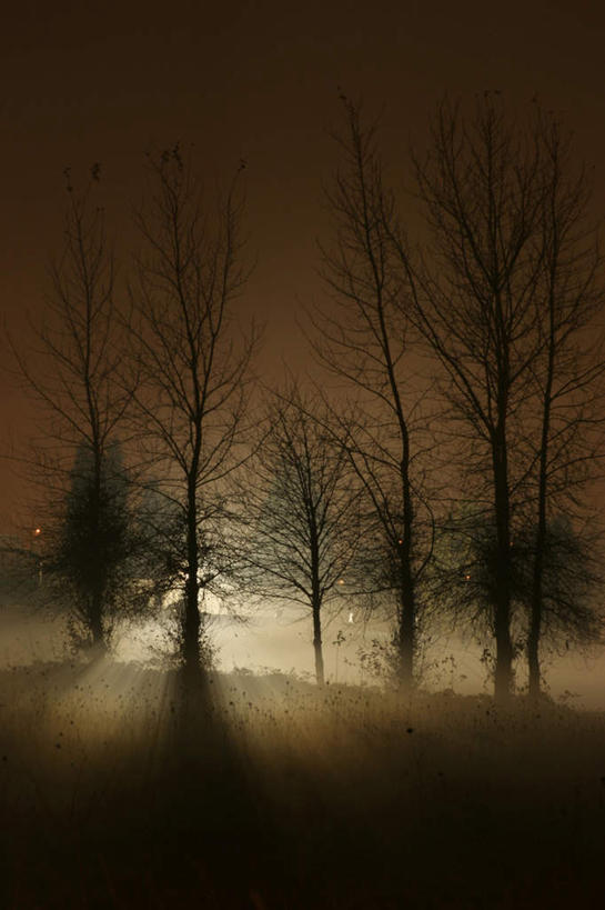 无人,竖图,室外,白天,正面,旅游,度假,美景,秋季,植物,雾,叶子,枯萎,朦胧,模糊,围绕,光线,光泽,景观,枯草,枯叶,落叶,枝条,光芒,照射,娱乐,草,树,树木,树枝,黄色,自然,享受,休闲,景色,放松,缭绕,生长,成长,死亡,迷雾,自然风光,照耀,光辉,旋绕,萦绕,毫光,枝杈,枯败,映照,回绕,叶,叶片,大雾,秋,秋天,彩图