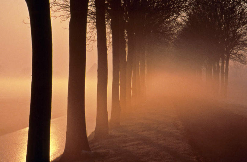 无人,横图,室外,白天,正面,旅游,度假,美景,植物,一排,许多,朦胧,模糊,整齐,光线,光泽,景观,晚霞,霞光,树桩,光芒,很多,照射,娱乐,树,树干,树木,排列,黄色,绿色,自然,黄昏,享受,休闲,木桩,景色,彩霞,放松,生长,成长,队列,自然风光,照耀,光辉,毫光,夕照,映照,夕阳,彩图,斜阳