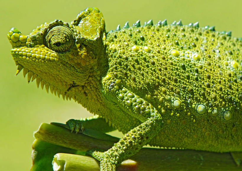 眼睛,鼻子,嘴,无人,横图,室内,特写,白天,侧面,野生动物,蜥蜴,瞳孔,绿色背景,阴影,光线,鬣蜥,影子,注视,一只,绿色,动物,观察,看,趴着,眼部,摄影,影棚,观看,察看,关注,绿鬣蜥,石龙子,泉龙,猪婆蛇,四脚蛇,蜴,鼻,鼻孔,口,口腔,眼,嘴巴,嘴唇,趴,半身,彩图,影棚拍摄,拍摄