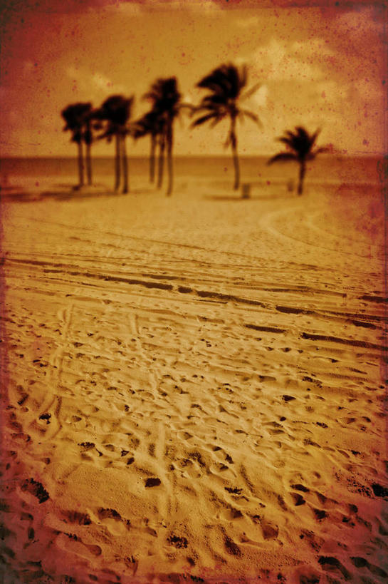 无人,竖图,俯视,室外,白天,旅游,度假,美景,沙漠,植物,棕榈树,叶子,古巴,脚印,阴影,光线,影子,景观,绿叶,首都,娱乐,树,树木,绿色,阳光,自然,享受,休闲,嫩叶,景色,放松,生长,成长,杂乱,足迹,混乱,北美,北美洲,自然风光,美洲,棕榈叶,哈瓦那,北亚美利加洲,亚美利加洲,行踪,脚迹,古巴共和国,紊乱,芜杂,叶,叶片,大漠,砂漠,彩图,高角度拍摄