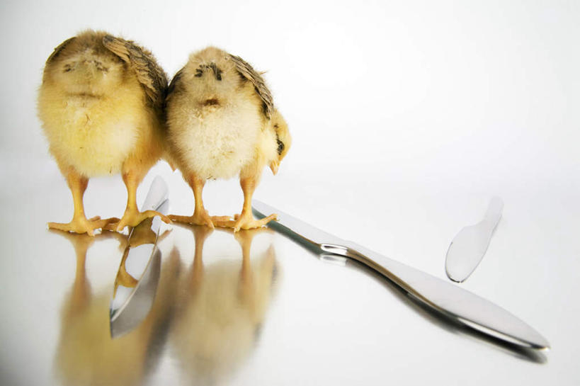 无人,站,横图,室内,白天,正面,厨房,鸟,餐具,金属制品,一把,金属,鸟类,工具,刀具,注视,刀,观察,看,站着,两只,观看,察看,放置,搁置,安排,关注,餐刀,伤害,危险,站立,彩图,全身,灶间